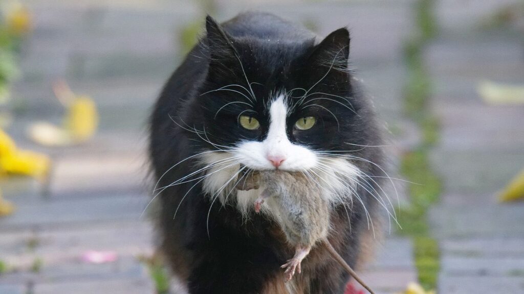 Florida cat helps scientists discover a new virus strain