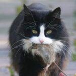 Florida cat helps scientists discover a new virus strain