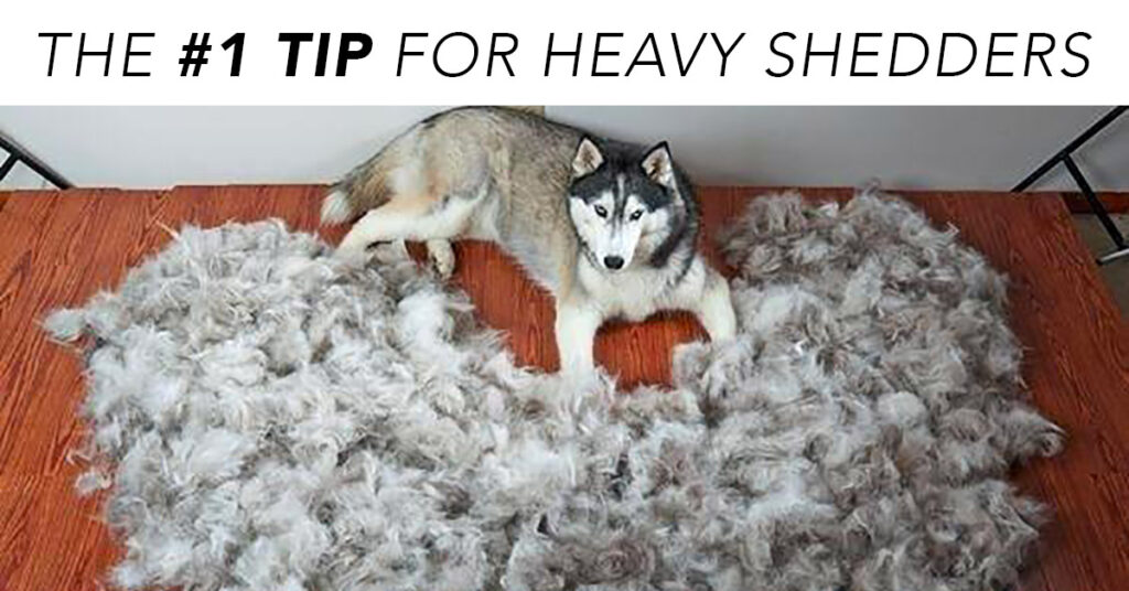 If Your Dog Sheds a Puppy Daily, They Probably Need This Nutrient In Their Diet
