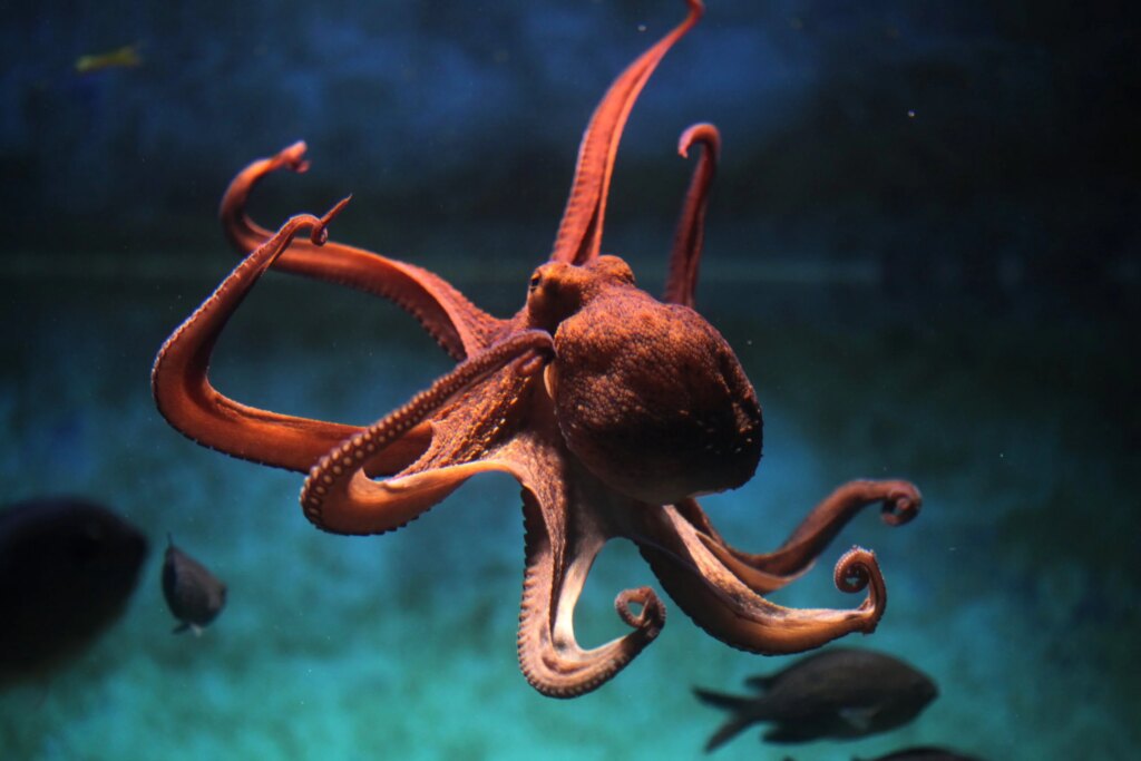 A Landmark Victory: World’s First Octopus Farm Won’t Be Built