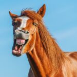 Equine jokes to make you hoarse with laughter