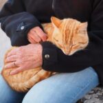 How Much Attention Do Cats Need: Signs & Care Tips