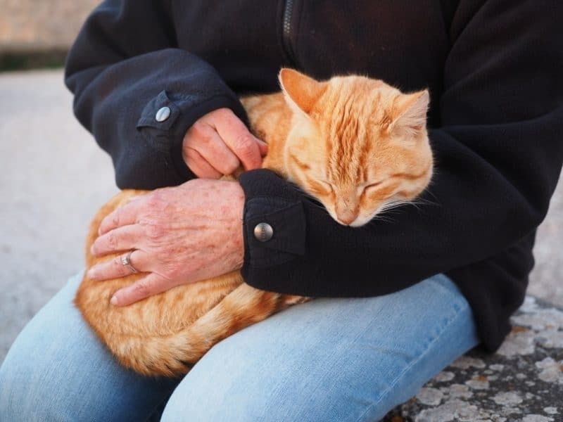 How Much Attention Do Cats Need: Signs & Care Tips