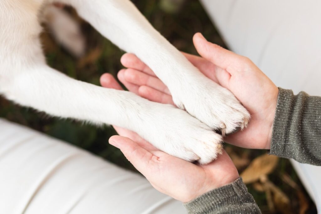 Dog Constantly Licking or Chewing Their Paws? Here’s 5 Things That Can Help