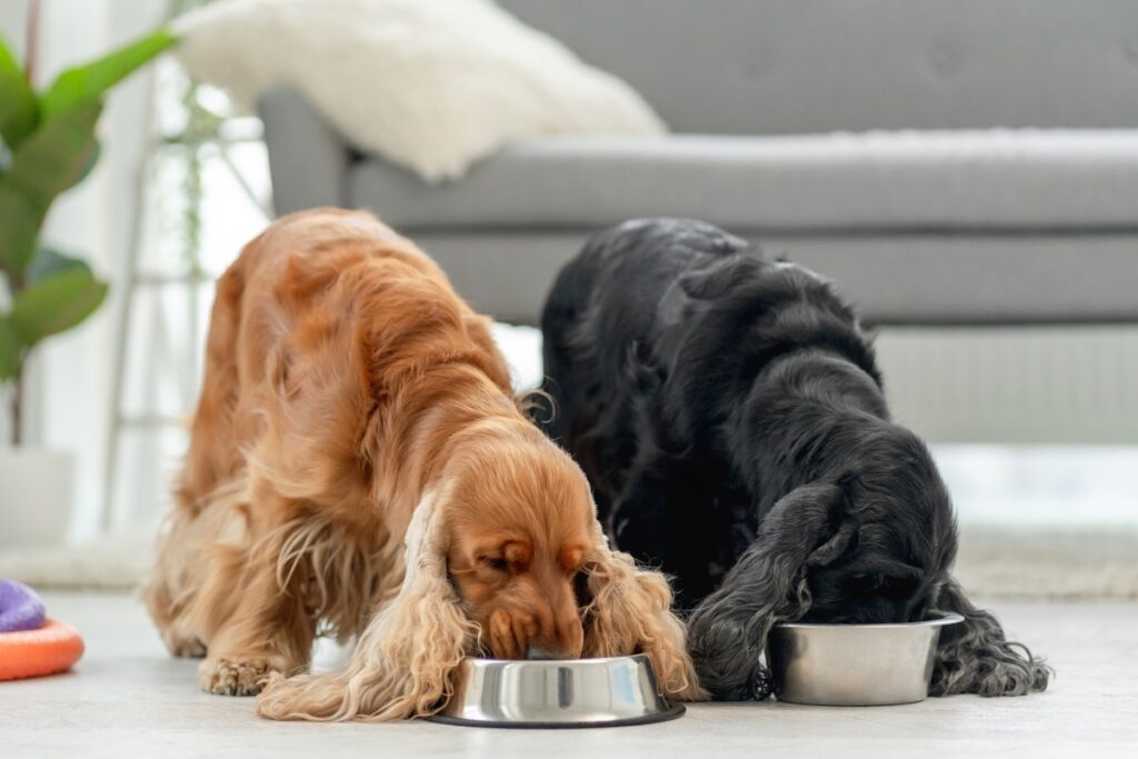 Why Are So Many People Giving Krill Oil To Their Dogs?