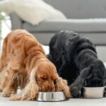 Why Are So Many People Giving Krill Oil To Their Dogs?