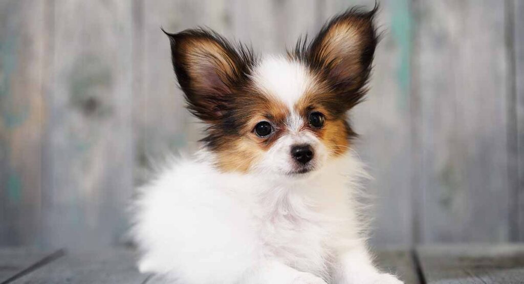 Papillon Names – Will You Find The Perfect Name For Your Puppy?