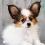 Papillon Names – Will You Find The Perfect Name For Your Puppy?