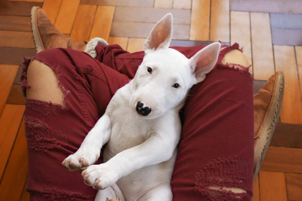 4 Best Supplements for Bull Terrier Puppies (+1 to Avoid)