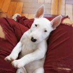 4 Best Supplements for Bull Terrier Puppies (+1 to Avoid)