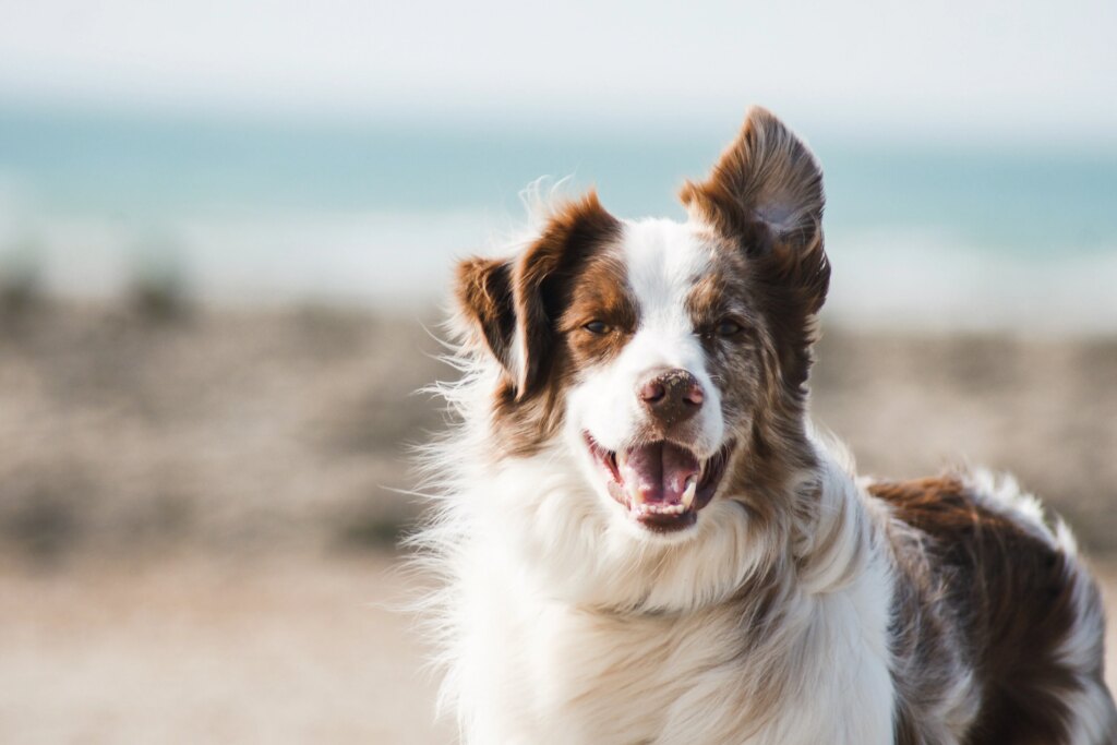 What Can I Give My Dog for Allergies? – Open Farm