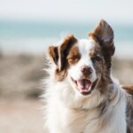 What Can I Give My Dog for Allergies? – Open Farm