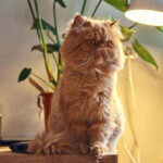 Persian Cat Grooming 101: How to Keep Your Fluffy Friend Looking Regal