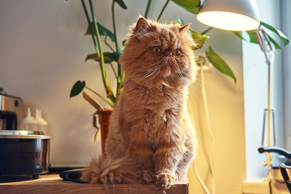 Persian Cat Grooming 101: How to Keep Your Fluffy Friend Looking Regal
