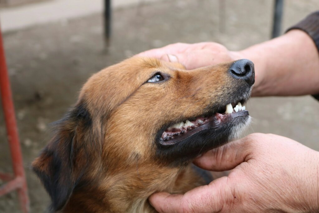Why Dogs Reverse Sneeze (And The Home Remedies Owners Swear By)
