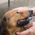 Why Dogs Reverse Sneeze (And The Home Remedies Owners Swear By)