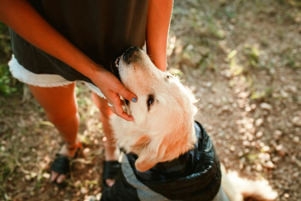 Why Do Dogs Nuzzle You? (What That Little Nose Nudge Really Means)