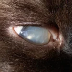 The Eye Emergency Many Pet Parents Don’t See Coming