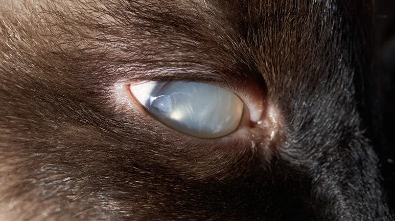 The Eye Emergency Many Pet Parents Don’t See Coming