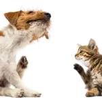 Your Pet’s Itch That Won’t Quit