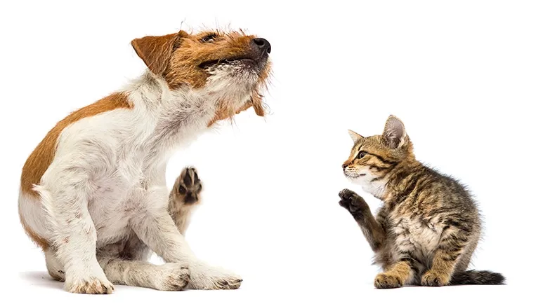 Your Pet’s Itch That Won’t Quit
