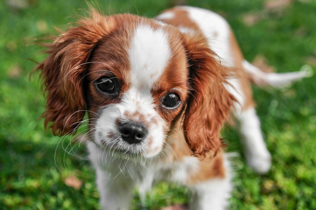 4 Best Supplements for Cavalier Puppies (+1 to Avoid)