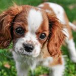 4 Best Supplements for Cavalier Puppies (+1 to Avoid)