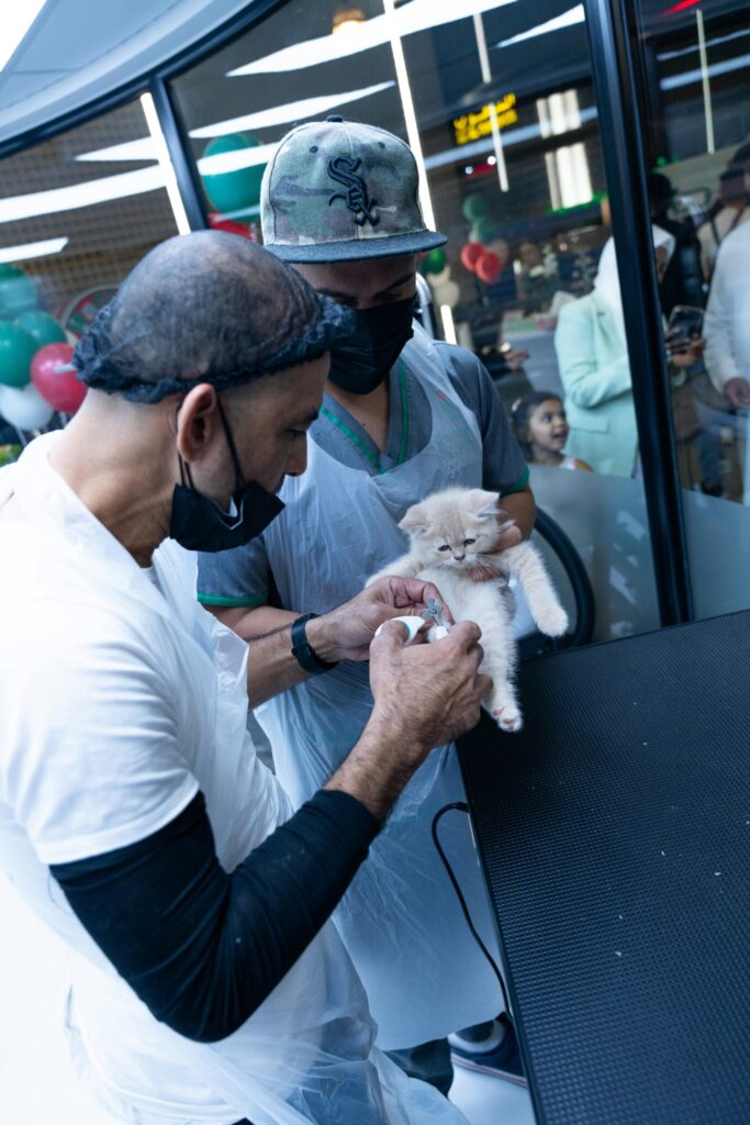 Cat Health Check Guide for UAE Cat Owners