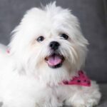 11 Small Dog Breeds Perfect For Cozy Apartment Living