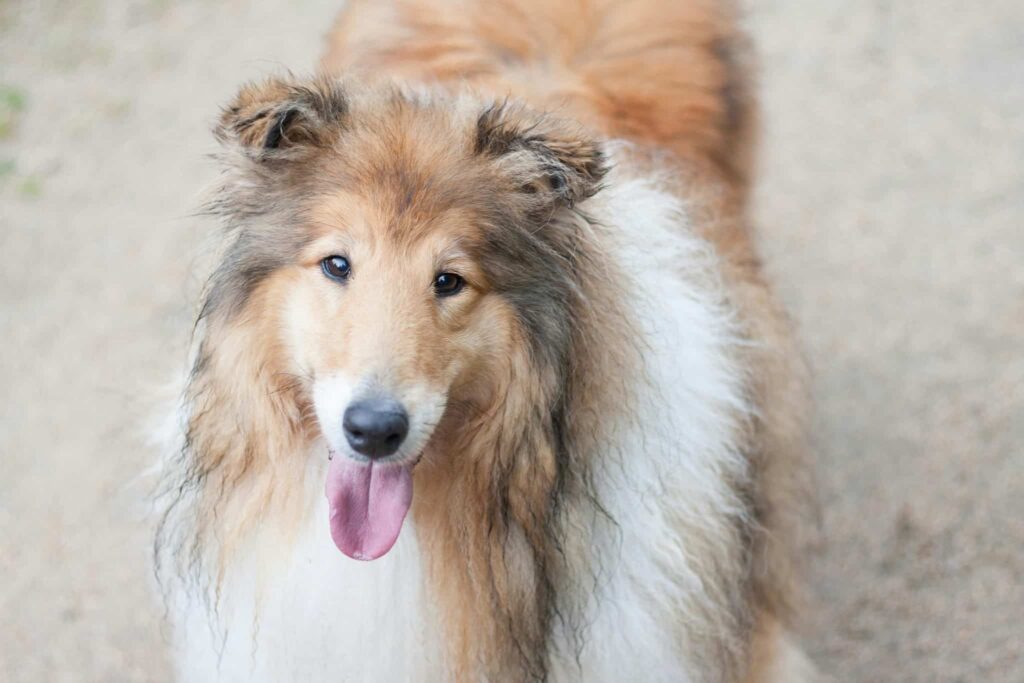 4 Best Supplements for Collie Puppies (+1 to Avoid)