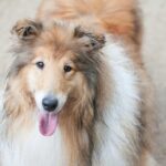 4 Best Supplements for Collie Puppies (+1 to Avoid)