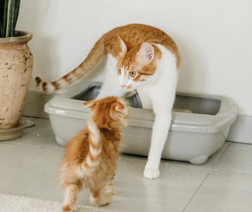 Inappropriate Urination in Cats: Medical or Behavioural? How to Address It 