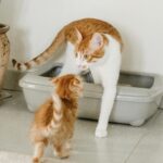 Inappropriate Urination in Cats: Medical or Behavioural? How to Address It 