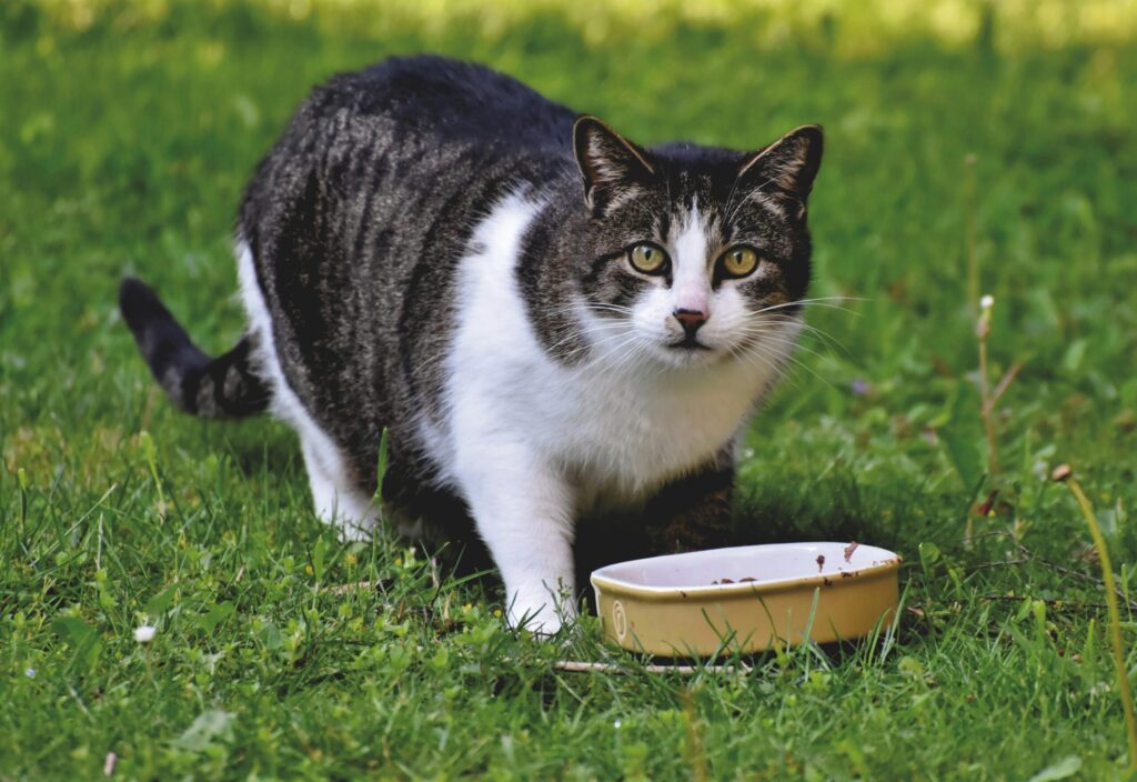 Best Cat Food for Sensitive Stomachs (2025 Vet-Review )