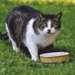 Best Cat Food for Sensitive Stomachs (2025 Vet-Review )