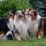 11 Loyal Dog Breeds With The Sweetest Souls