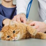 Pictures of Normal & Infected Cat Incisions [Surgeon Advice]