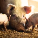 This Misunderstood Farm Animal That’s Playful Like a Dog