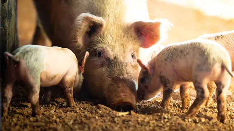 This Misunderstood Farm Animal That’s Playful Like a Dog