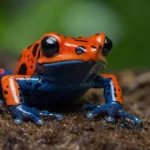 Poison Dart Frogs Facts