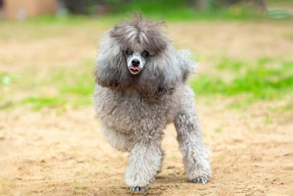 5 Secrets to Minimizing Dog Dander