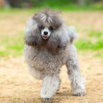 5 Secrets to Minimizing Dog Dander