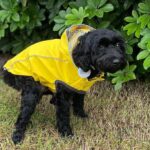 How to Make a Dog Poop Quickly? Here are 10 Effective Ways!