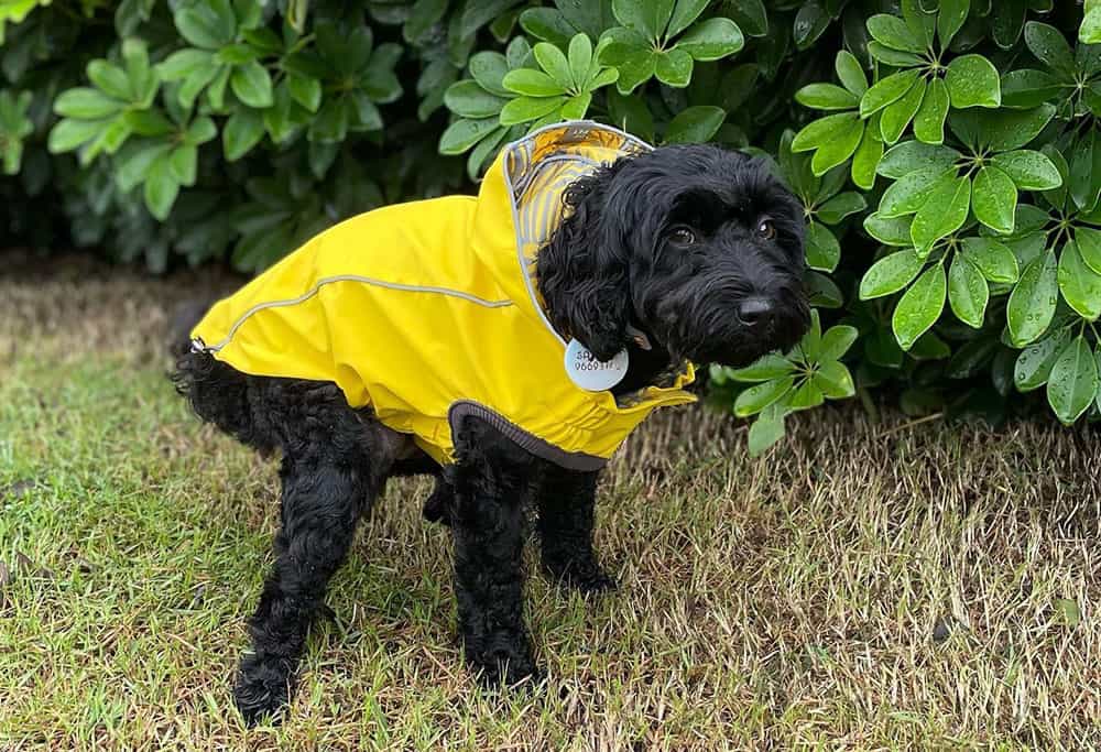 How to Make a Dog Poop Quickly? Here are 10 Effective Ways!
