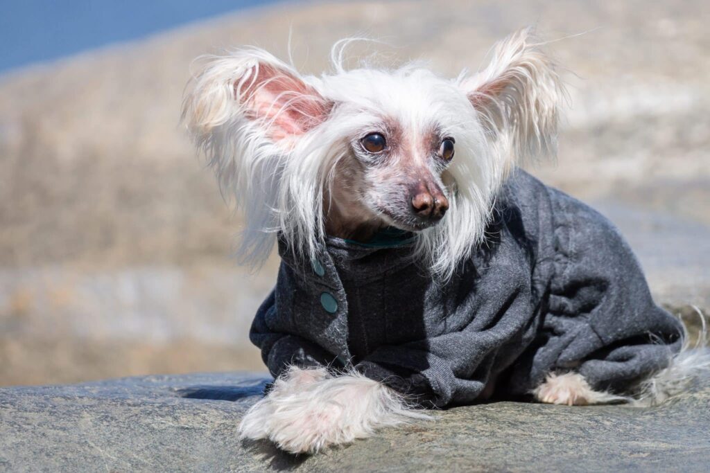 4 Best Supplements for Chinese Crested Puppies (+1 to Avoid)