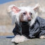 4 Best Supplements for Chinese Crested Puppies (+1 to Avoid)