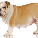 12 Signs a Dog is Going Into Labor Soon