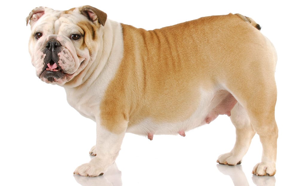 12 Signs a Dog is Going Into Labor Soon