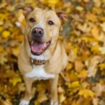 500 Nature Inspired Dog Names