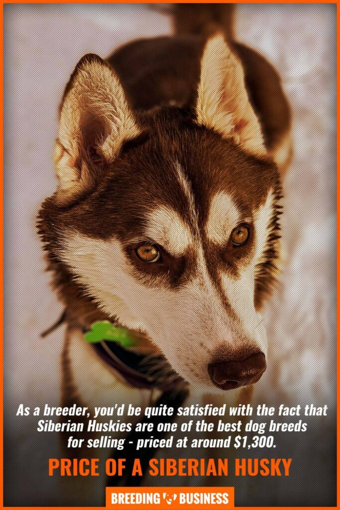 What dog breed is in high demand? What to Know – KeepingDog